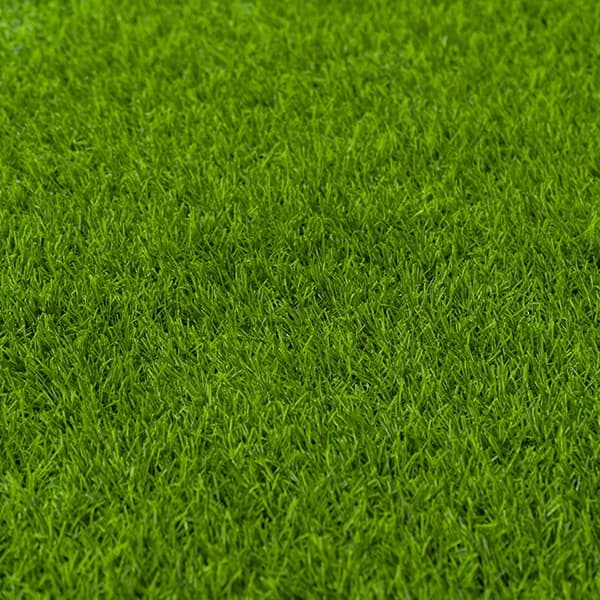 Pasto Caribe - Green 2