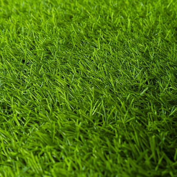 Pasto Caribe - Green 3