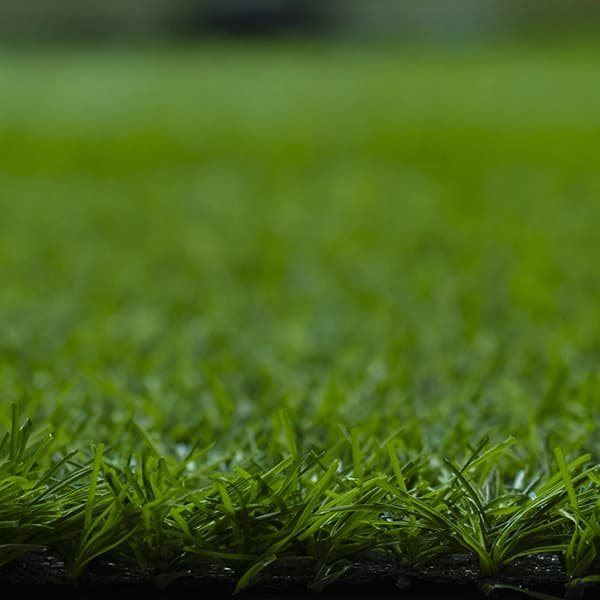 Pasto Caribe - Green 4