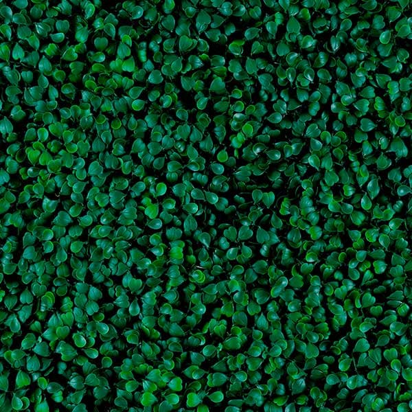 Green Walls 2