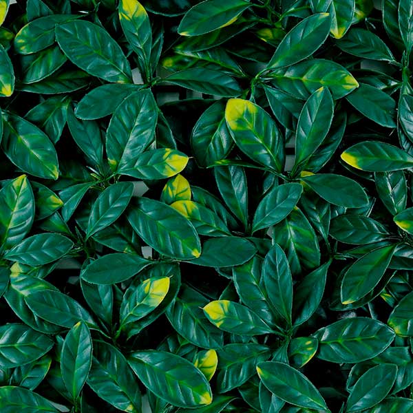 Green Walls 2