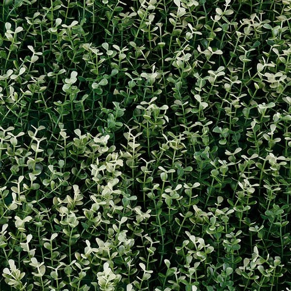 Green Walls