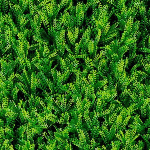Green Walls 2