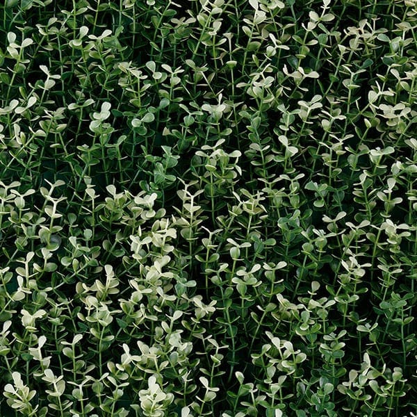 Green Walls